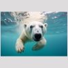 vierkant_23051-Polar bear swimming-Animals