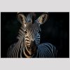 vierkant_23052-Zeebra-Animals