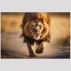 vierkant_23056-Running lion-Animals